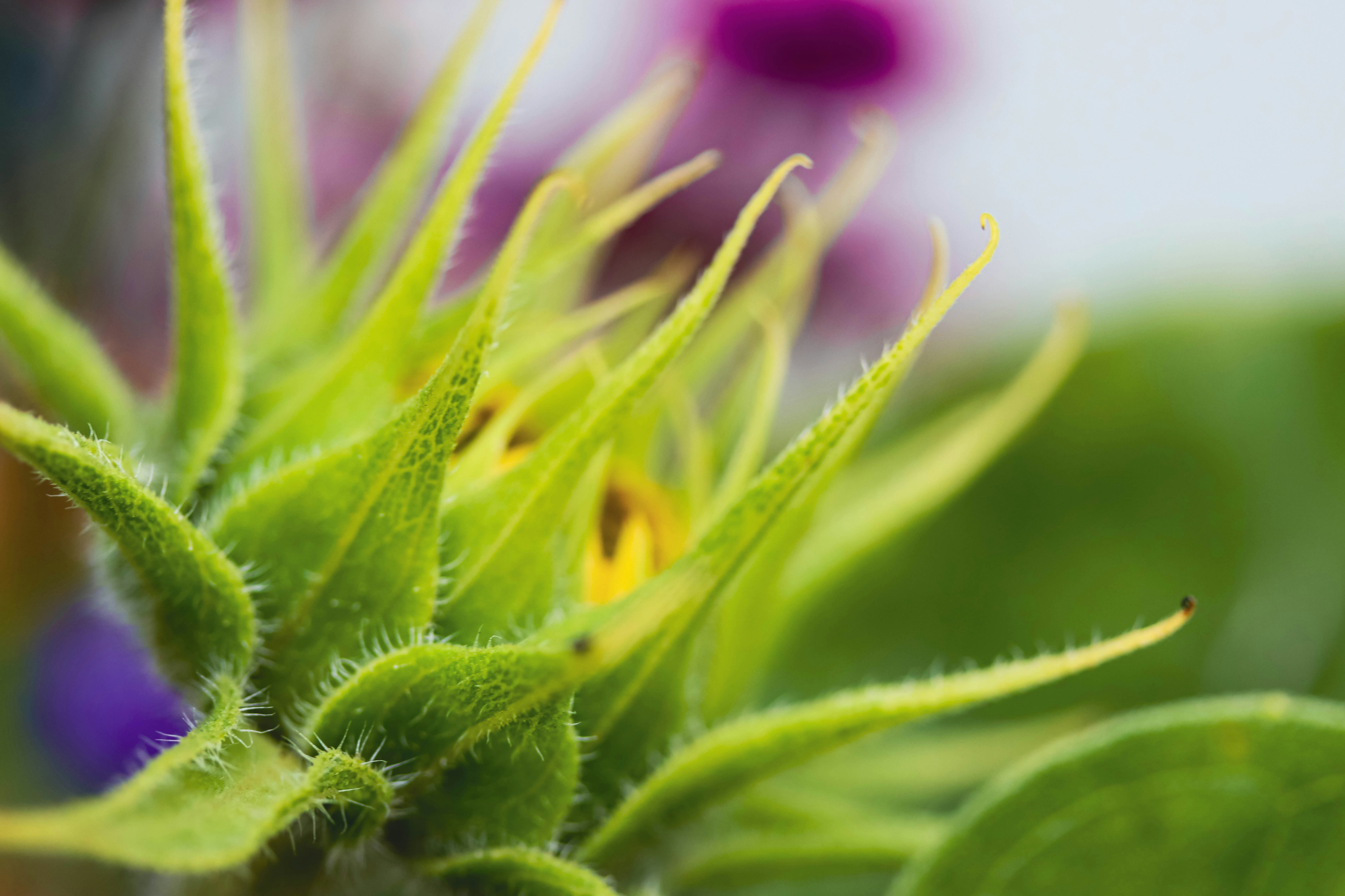 a close up of a green plant with purple flowers in the background